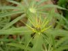 Show product details for Paris polyphylla thibetica